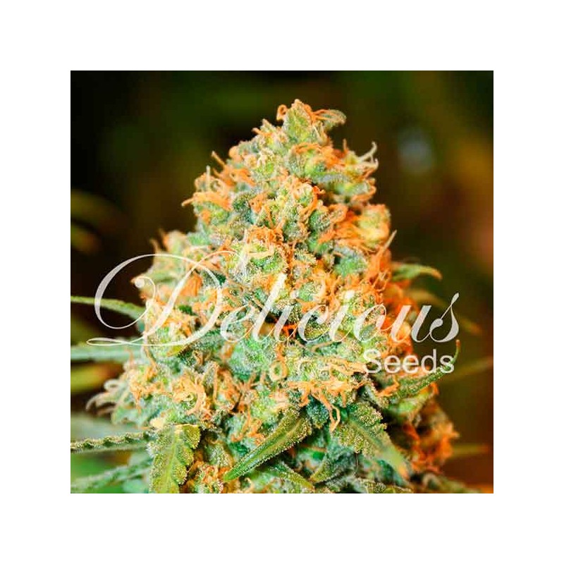 CRITICAL SUPER SILVER HAZE · Delicious · sementes de maconha · Fem