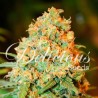 CRITICAL SUPER SILVER HAZE · Delicious · cannabis samen · Fem