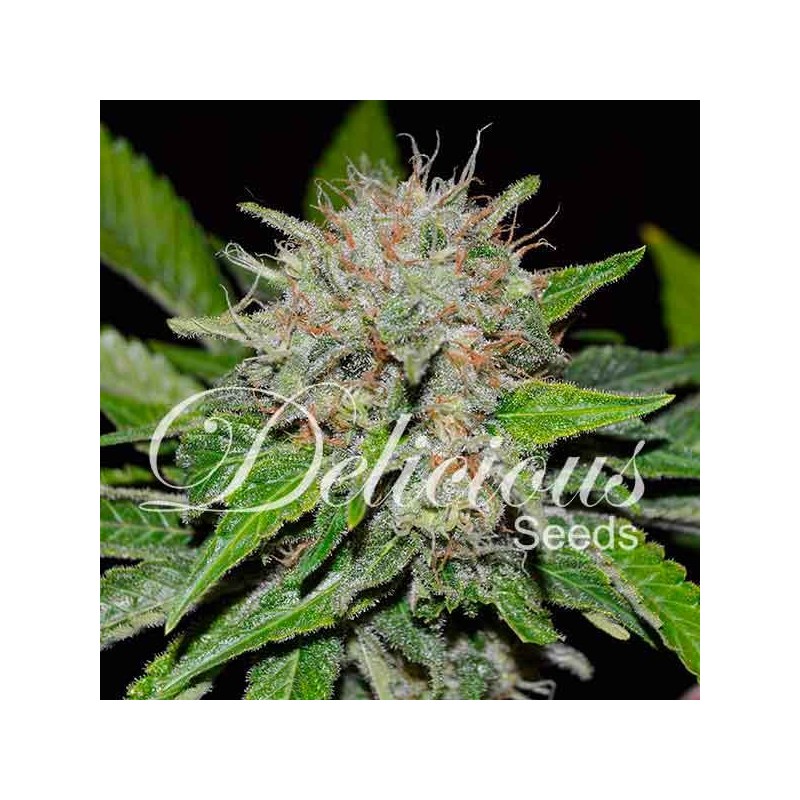 DEEP MANDARINE CBD · Delicious · kenevir tohum · Disi · Fem