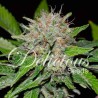 DEEP MANDARINE CBD · Delicious · kaufen  cannabis samen · Fem