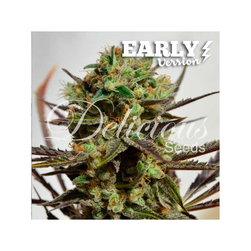 DELICIOUS CANDY EARLY VERSION · Delicious · cannabis samen · Fem