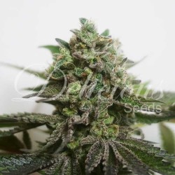 DELIMED CBD PLUS · Delicious · kenevir tohum · Disi · Fem