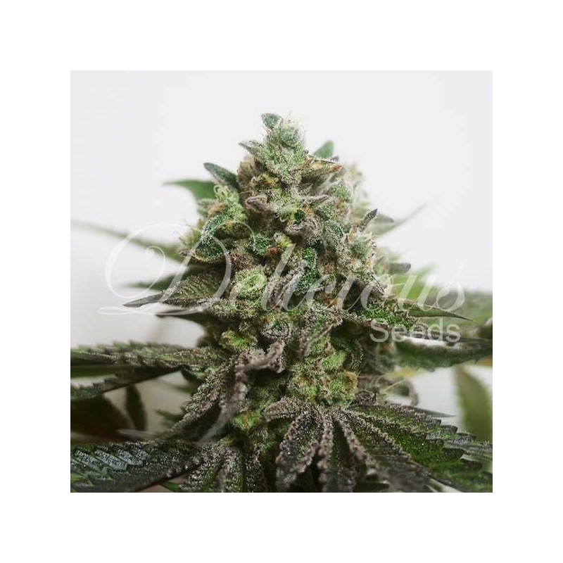 DELIMED CBD PLUS · Delicious · cannabis samen · Fem