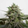 DELIMED CBD PLUS · Delicious · cannabis samen · Fem