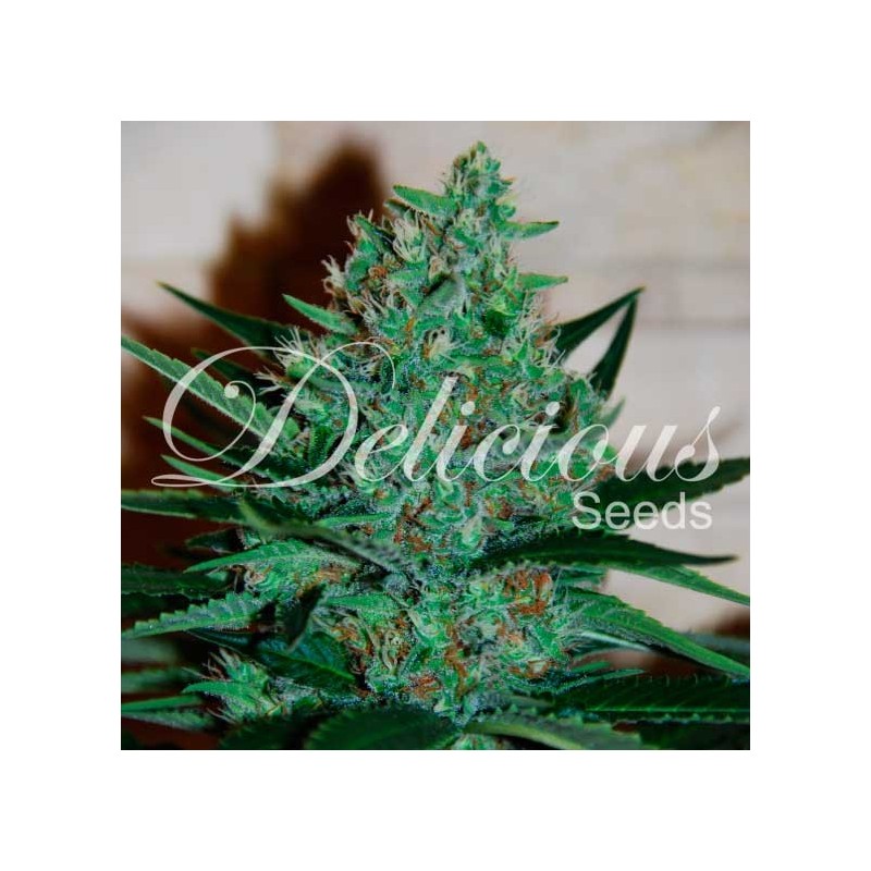 FRUITY CHRONIC JUICE · Delicious · kaufen cannabis samen  · Fem