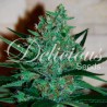 FRUITY CHRONIC JUICE · Delicious · kaufen cannabis samen  · Fem
