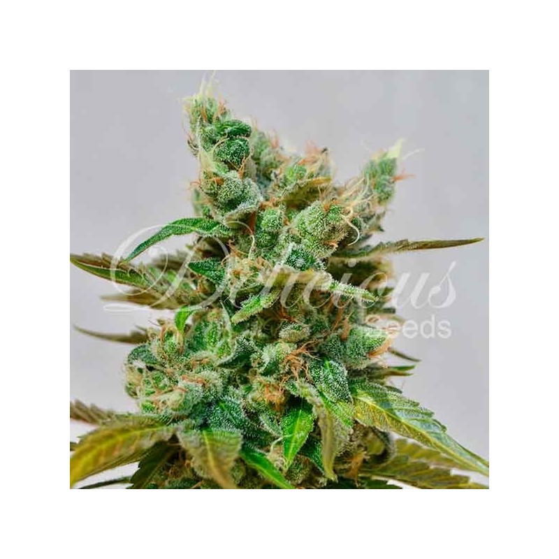 HONEYBELLS CBD · Delicious · cannabis samen · Fem