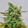 HONEYBELLS CBD · Delicious · cannabis samen · Fem