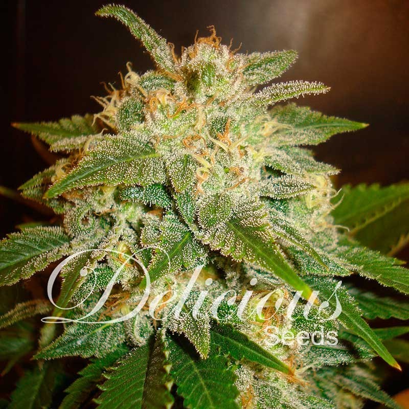 LA BELLA AFRODITA AUTO · Delicious · cannabis samen · AutoFem