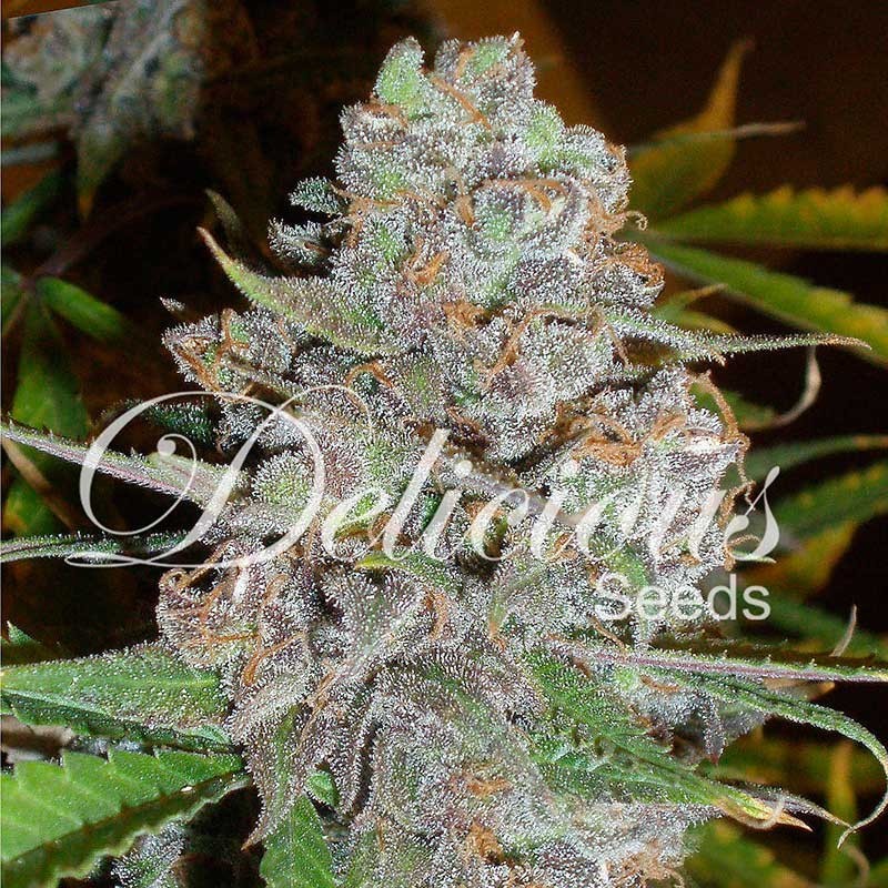 LA DIVA AUTO · Delicious · kaufen cannabis samen · AutoFem