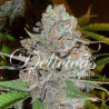 LA DIVA AUTO · Delicious · kaufen cannabis samen · AutoFem