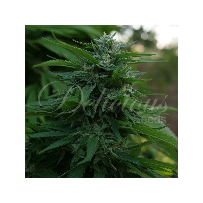 LORD KUSH · Delicious · sementes de maconha · Fem