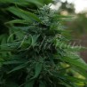 LORD KUSH · Delicious · sementes de maconha · Fem