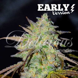MARMALATE  EARLY VERSION · Delicious · sementes de maconha · Fem