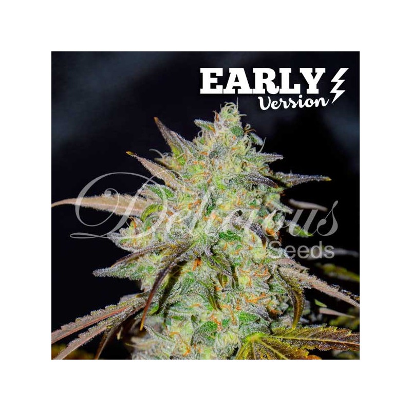 MARMALATE EARLY VERSION · Delicious · cannabis samen · Fem