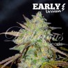 MARMALATE  EARLY VERSION · Delicious · cannabis samen · Fem