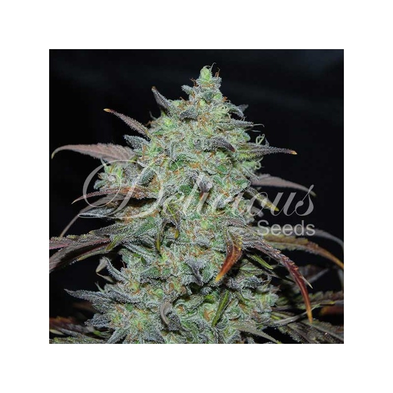 MARMALATE · Delicious · graines de cannabis · Fem