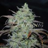 MARMALATE · Delicious · graines de cannabis · Fem