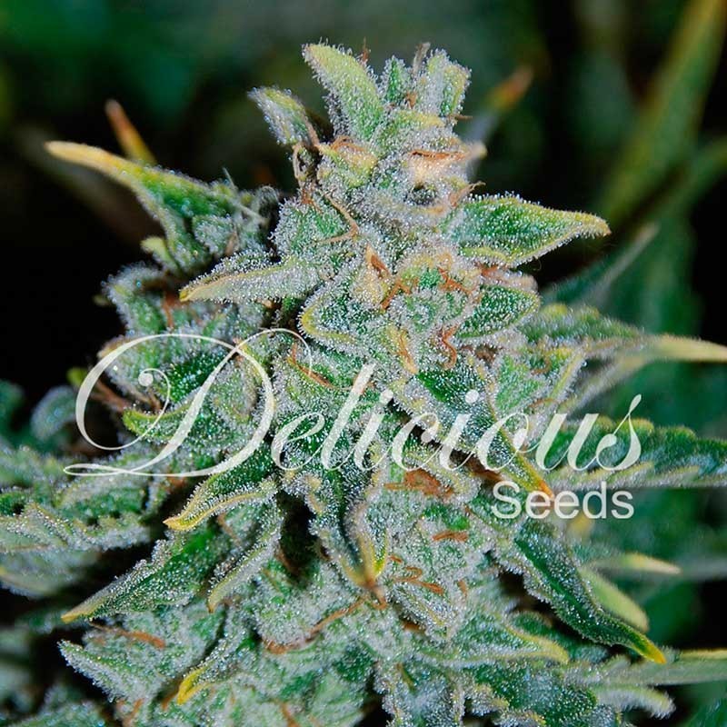 NORTHERN LIGHT BLUE AUTO · Delicious · cannabis seeds · AutoFem