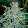 NORTHERN LIGHT BLUE  AUTO · Delicious · kenevir tohum · Disi · AutoFem