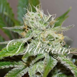 ORIGINAL JUAN HERER · Delicious · graines de cannabis · Fem