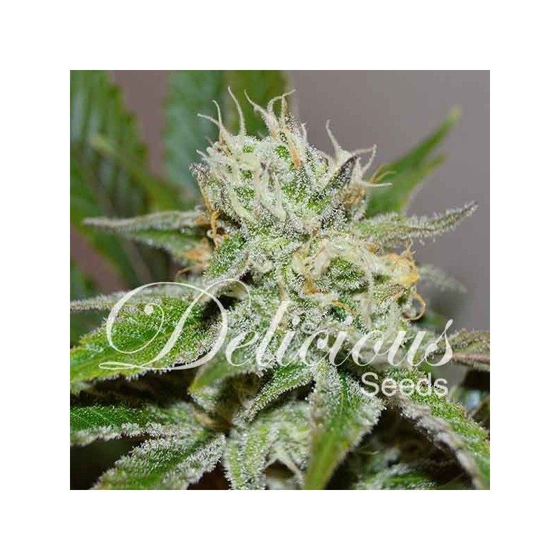 ORIGINAL JUAN HERER · Delicious · kaufen cannabis samen · Fem