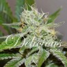 ORIGINAL JUAN HERER · Delicious · kaufen cannabis samen · Fem
