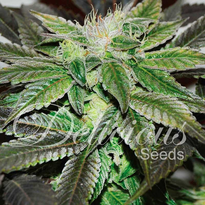 SUGAR CANDY · Delicious · graines de cannabis · Fem