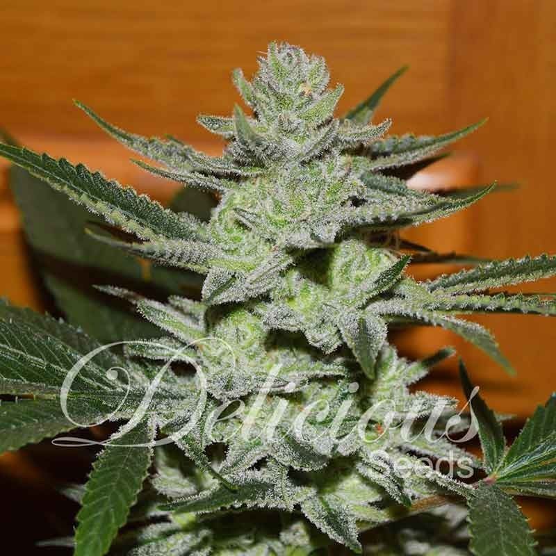 UNKNOWN KUSH · Delicious · cannabis samen · Fem