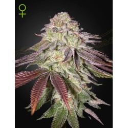 SUGARLATO AUTO · Green House Seeds · cannabis samen · AutoFem