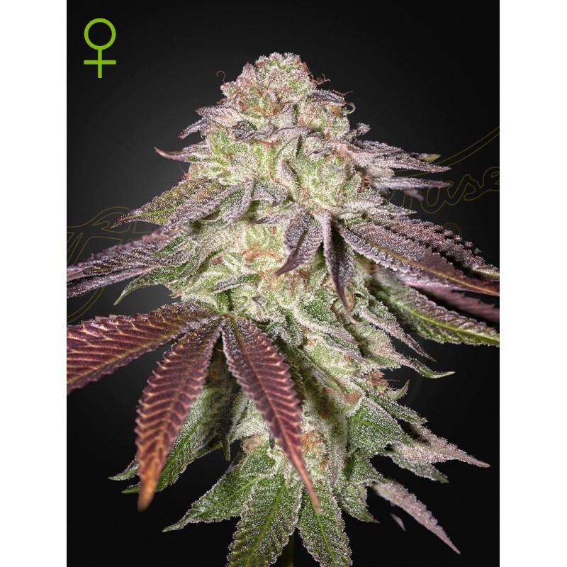 SUGARLATO AUTO · Green House Seeds · cannabis samen · AutoFem