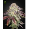 SUGARLATO AUTO · Green House Seeds · cannabis samen · AutoFem