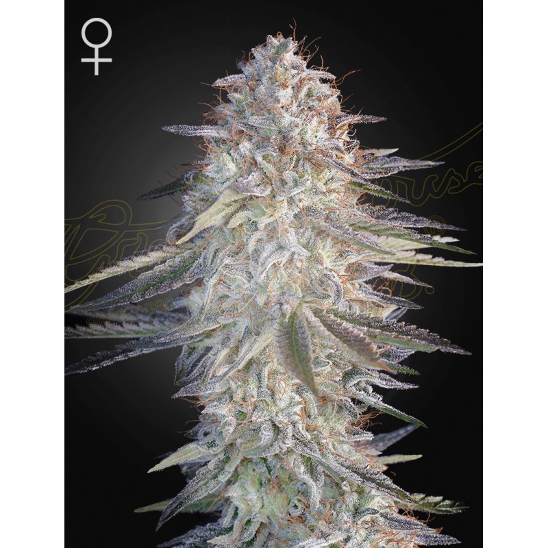 SUPER LEMON HAZE X PINK CANDY · Green House Seeds · kenevir tohumu · Disi · Fem