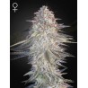 SUPER LEMON HAZE X PINK CANDY · Green House Seeds · graines de cannabis · Fem
