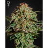 A.M.S· Green House Seeds · kenevir tohum · Disi · Fem