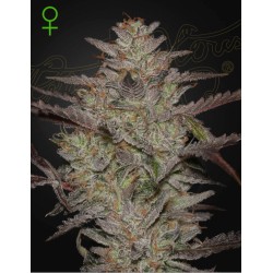 ALIENZ AUTO · Green House Seeds · sementes de maconha · Auto Fem