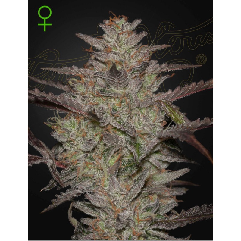 ALIENZ AUTO · Green House Seeds · cannabis seeds · Auto Fem