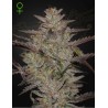 ALIENZ AUTO · Green House Seeds · graines de cannabis · Auto Fem