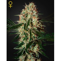 ARJAN'S HAZE 3 · Green House Seeds · graines de cannabis · Fem