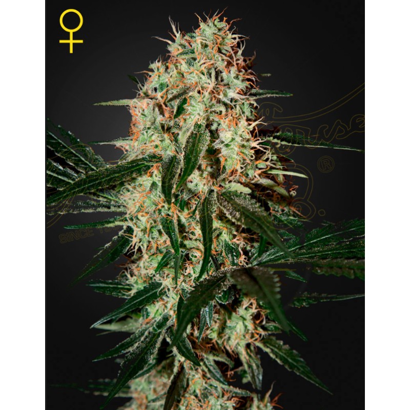 ARJAN'S HAZE 3 · Green House Seeds · cannabis samen · Fem