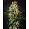 ARJAN'S HAZE 3 · Green House Seeds · cannabis seeds · Fem