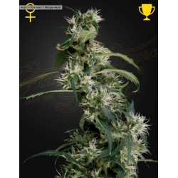 ARJAN'S ULTRA HAZE 2 (MANGO HAZE) · Green House Seeds · cannabis seeds · Fem