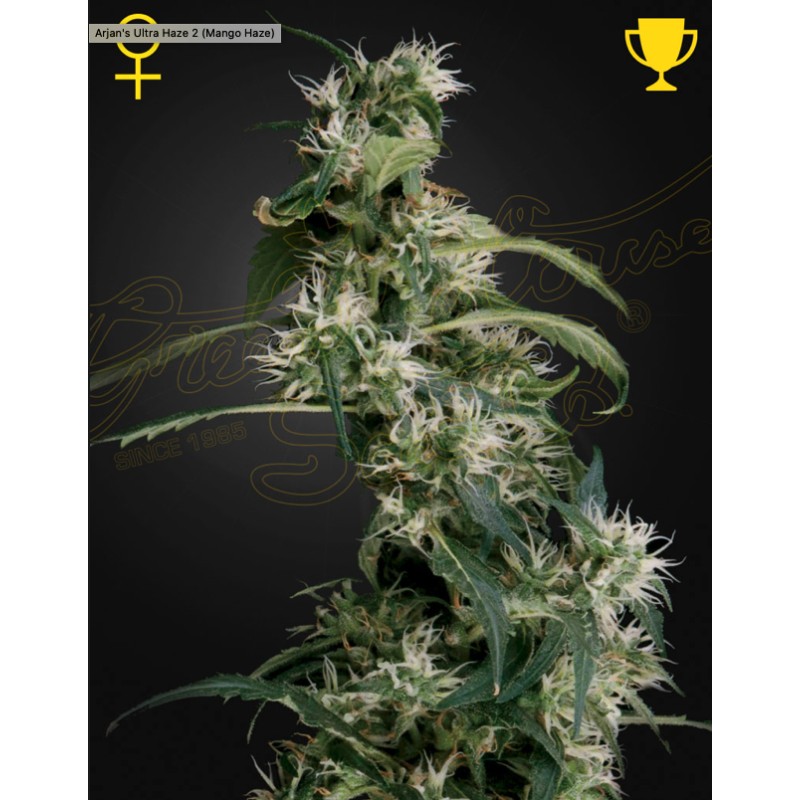 ARJAN'S ULTRA HAZE 2 (MANGO HAZE) · Green House Seeds · graines de cannabis · Fem