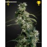 MAARJAN'S ULTRA HAZE 2 (MANGO HAZE) · Green House Seeds · kenevir tohum · Disi · Fem