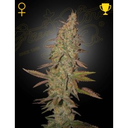 ARJAN'S ULTRA HAZE I · Green House Seeds · cannabis seeds · Fem