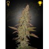 ARJAN'S ULTRA HAZE I · Green House Seeds · graines de cannabis · Fem
