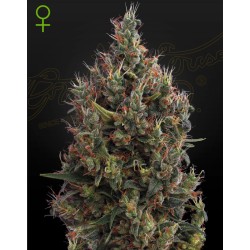 Auto Big Bang – Graines Autofloraison Green House Seeds