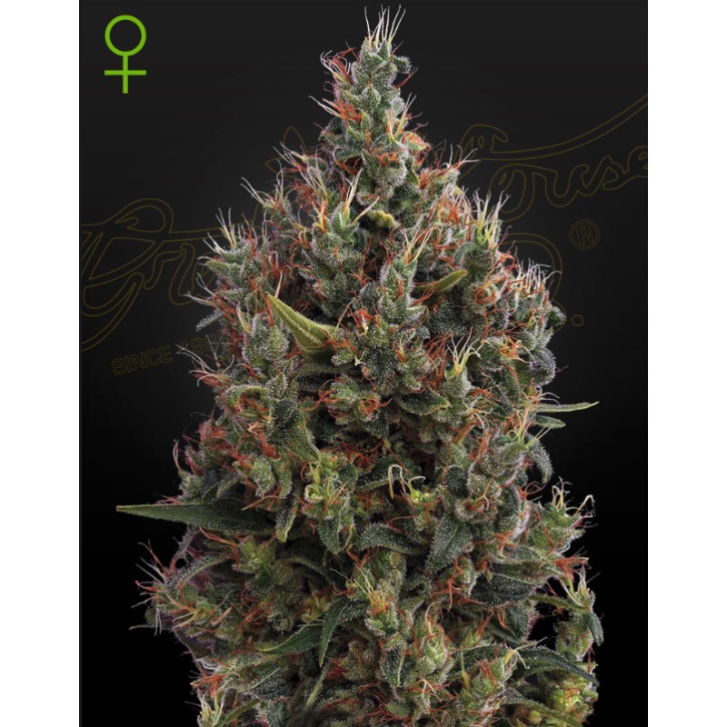 AUTO BIG BANG · Green House Seeds · cannabis seeds · Auto Fem