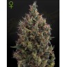 Auto Big Bang – Autoflowering Samen Green House Seeds