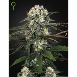 AUTO BOMB · Green House Seeds · graines de cannabis · Auto Fem